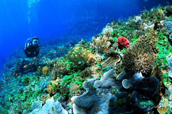 Wisata Menyelam yang Menakjubkan, Taman Laut Sulawesi